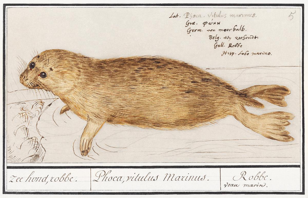 Seal in vintage style | Free public domain illustration Seal, Phocidae (1596–1610) by Anselmus Boëtius de Boodt. Original from the Rijksmuseum. Digitally enhanced by…