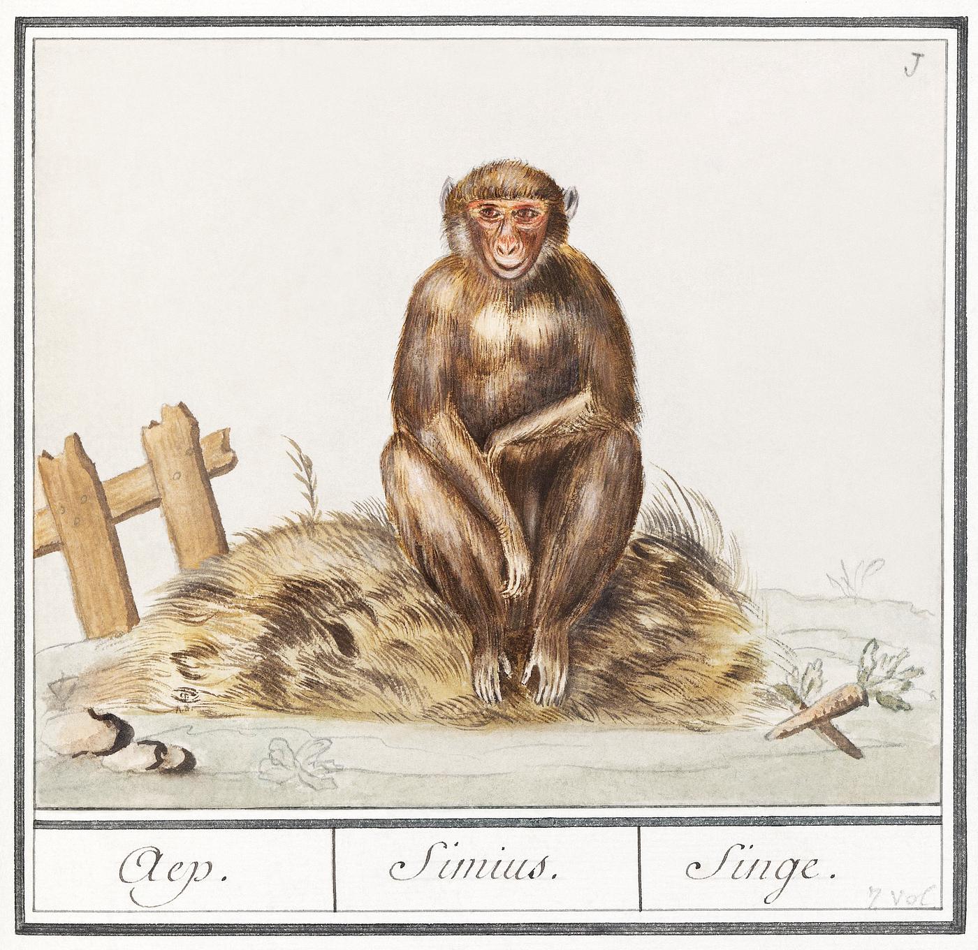 Monkey, Primates (1596–1610) by Anselmus Boëtius de Boodt. Original from the Rijksmuseum. Digitally enhanced by... Monkey, Primates (1596–1610) by Anselmus Boëtius de Boodt. Original from the Rijksmuseum. Digitally enhanced by...