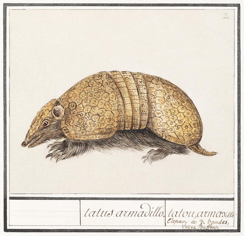 Armadillo in vintage style Bullet armadillo, Tolypeutes matacus (1596–1610) by Anselmus Boëtius de Boodt. Original from the Rijksmuseum.…