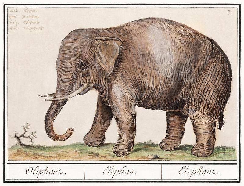 Elephant in vintage style Asian elephant, Elephas maximus (1596–1610) by Anselmus Boëtius de Boodt. Original from the Rijksmuseum. Digitally…