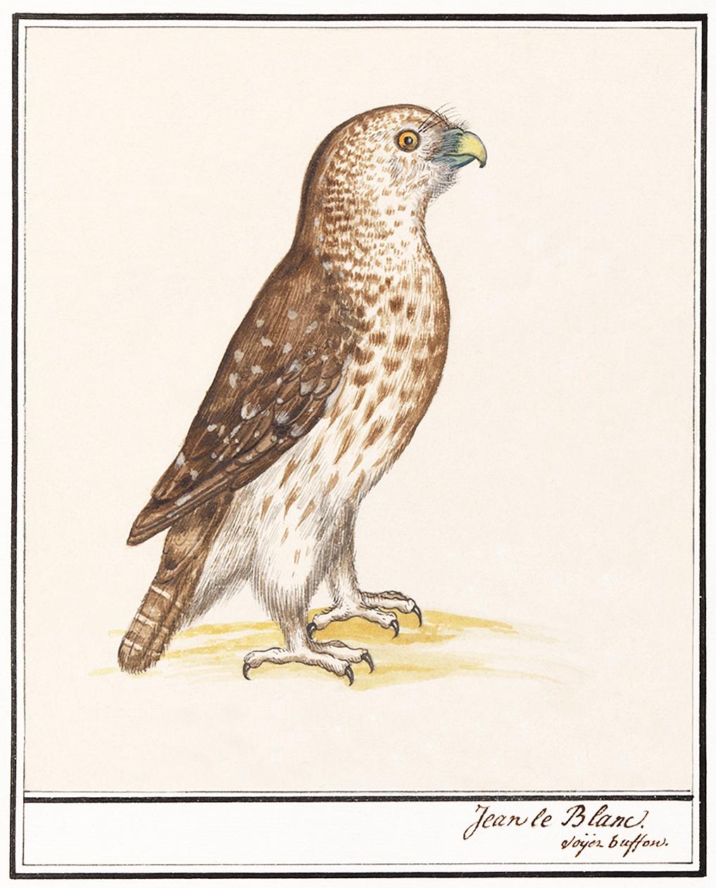 Short-toed Eagle, Circaetus gallicus (1596–1610) by Anselmus Boëtius de Boodt. Original from the Rijksmuseum.... Short-toed Eagle, Circaetus gallicus (1596–1610) by Anselmus Boëtius de Boodt. Original from the Rijksmuseum....
