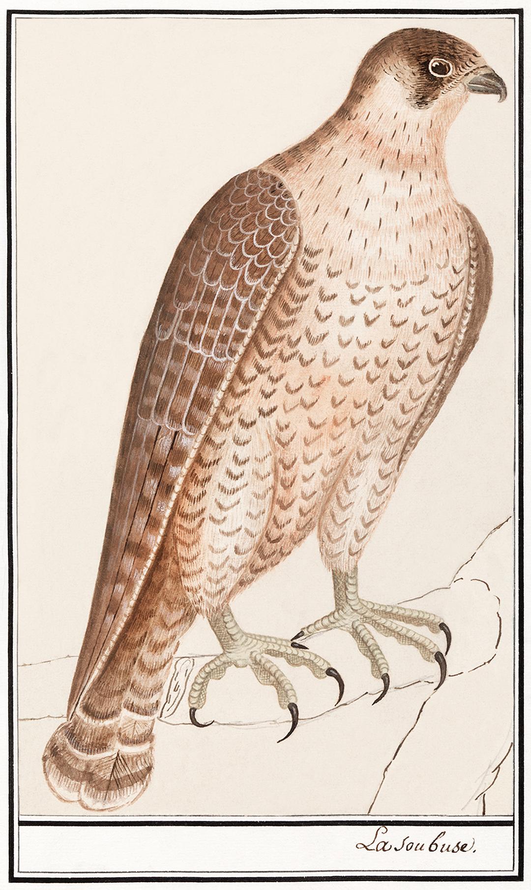 Saker Falcon (1596–1610) by Anselmus Boëtius de Boodt. Original from the Rijksmuseum. Digitally enhanced by... Saker Falcon (1596–1610) by Anselmus Boëtius de Boodt. Original from the Rijksmuseum. Digitally enhanced by...