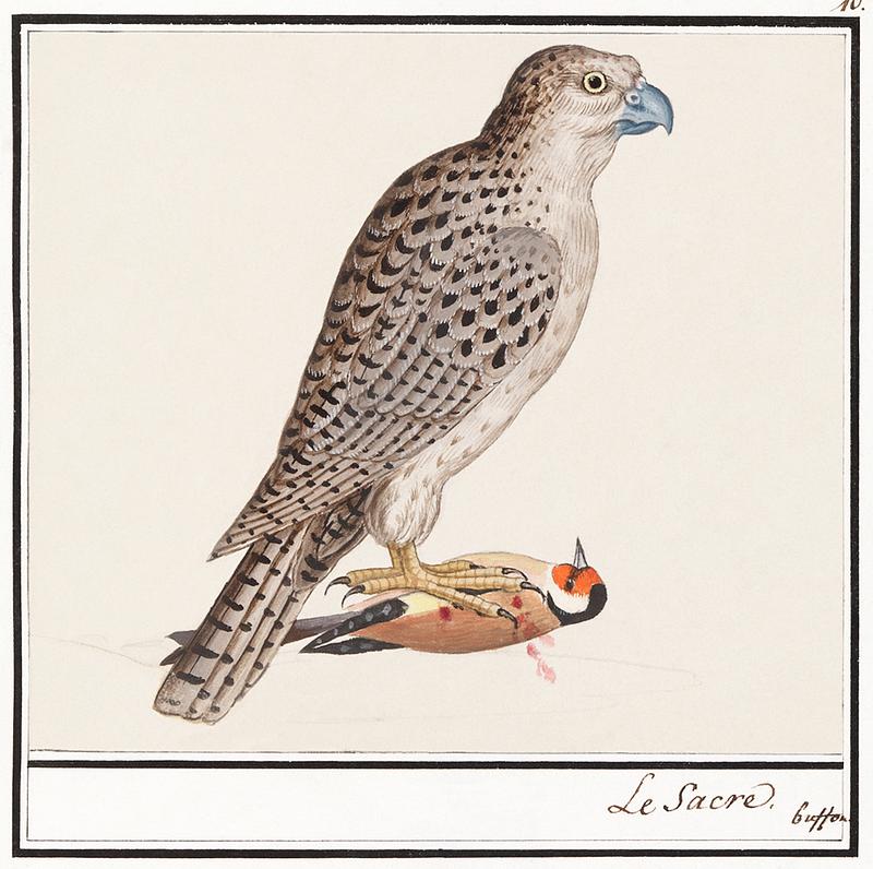 Gyrfalcon in vintage style Gyrfalcon, Falco rusticolus (1596–1610) by Anselmus Boëtius de Boodt. Original from the Rijksmuseum. Digitally…