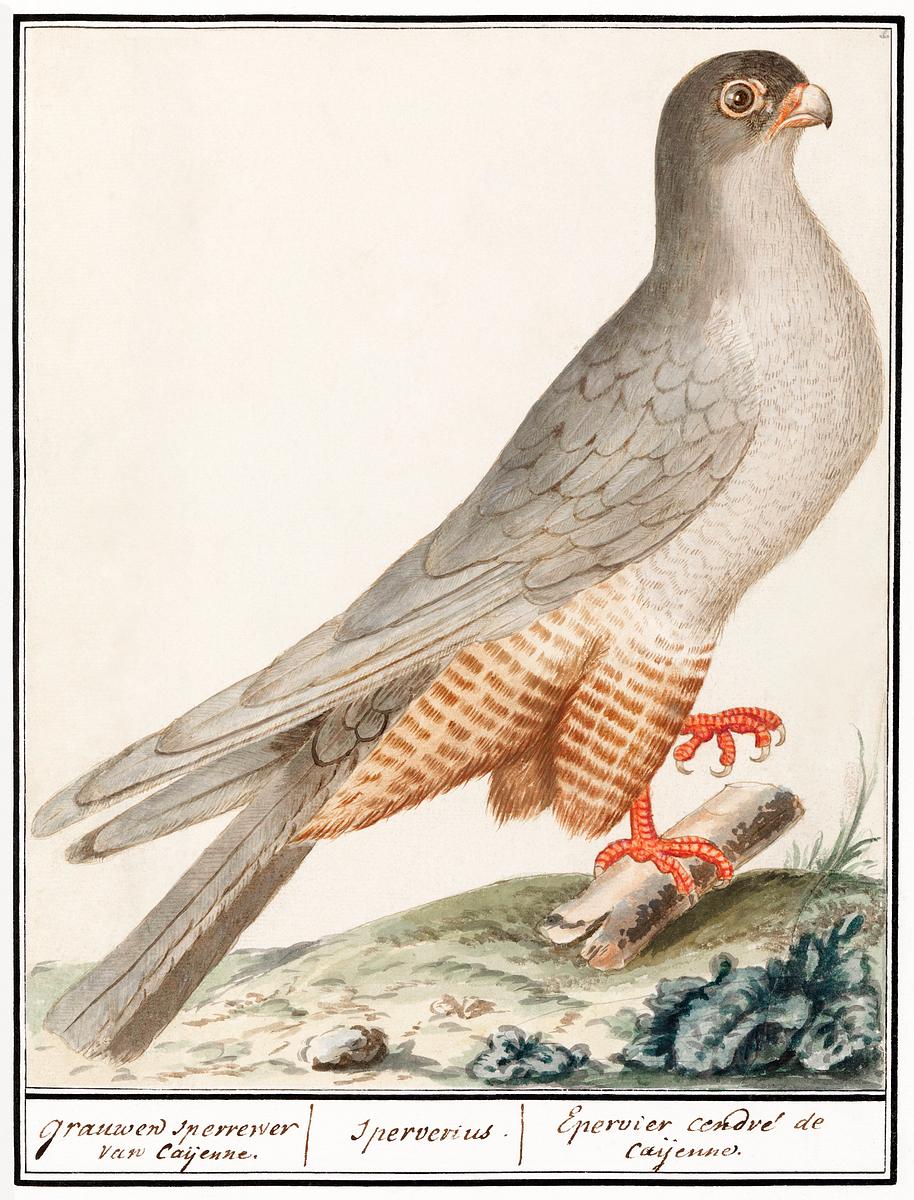 Red-footed falcon vintage style | Free public domain illustration Red-footed falcon (1596–1610) by Anselmus Boëtius de Boodt. Original from the Rijksmuseum. Digitally enhanced by…