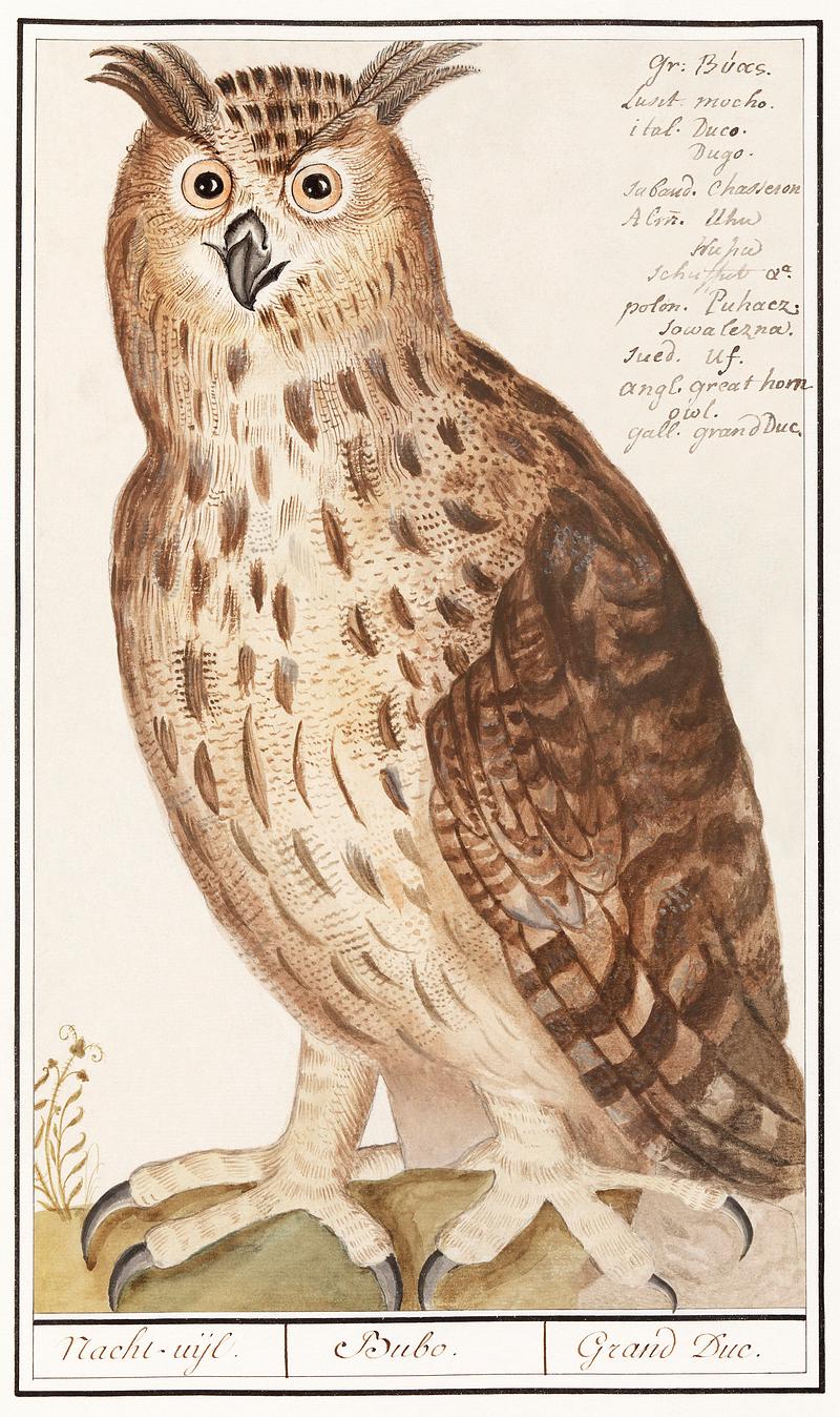 Eagle owl in vintage style Eagle Owl, Bubo bubo (1596–1610) by Anselmus Boëtius de Boodt. Original from the Rijksmuseum. Digitally enhanced…