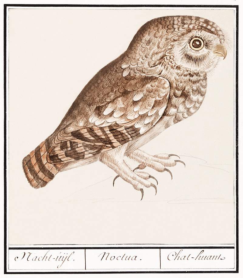 Owl in vintage style | Free public domain illustration Little owl (1596–1610) by Anselmus Boëtius de Boodt. Original from the Rijksmuseum. Digitally enhanced by…