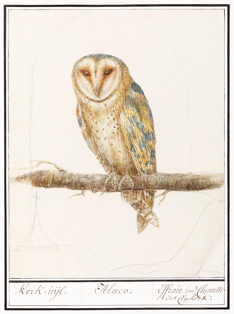 Barn owl in vintage style Barn Owl, Tyto alba (1596–1610) by Anselmus Boëtius de Boodt. Original from the Rijksmuseum. Digitally enhanced...
