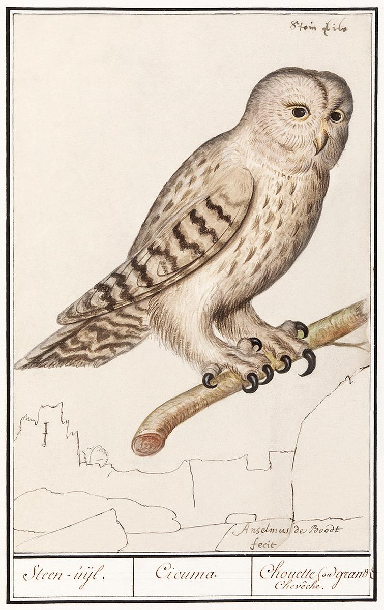 Tawny owl in vintage style | Free public domain illustration Tawny owl (1596–1610) by Anselmus Boëtius de Boodt. Original from the Rijksmuseum. Digitally enhanced by rawpixel.