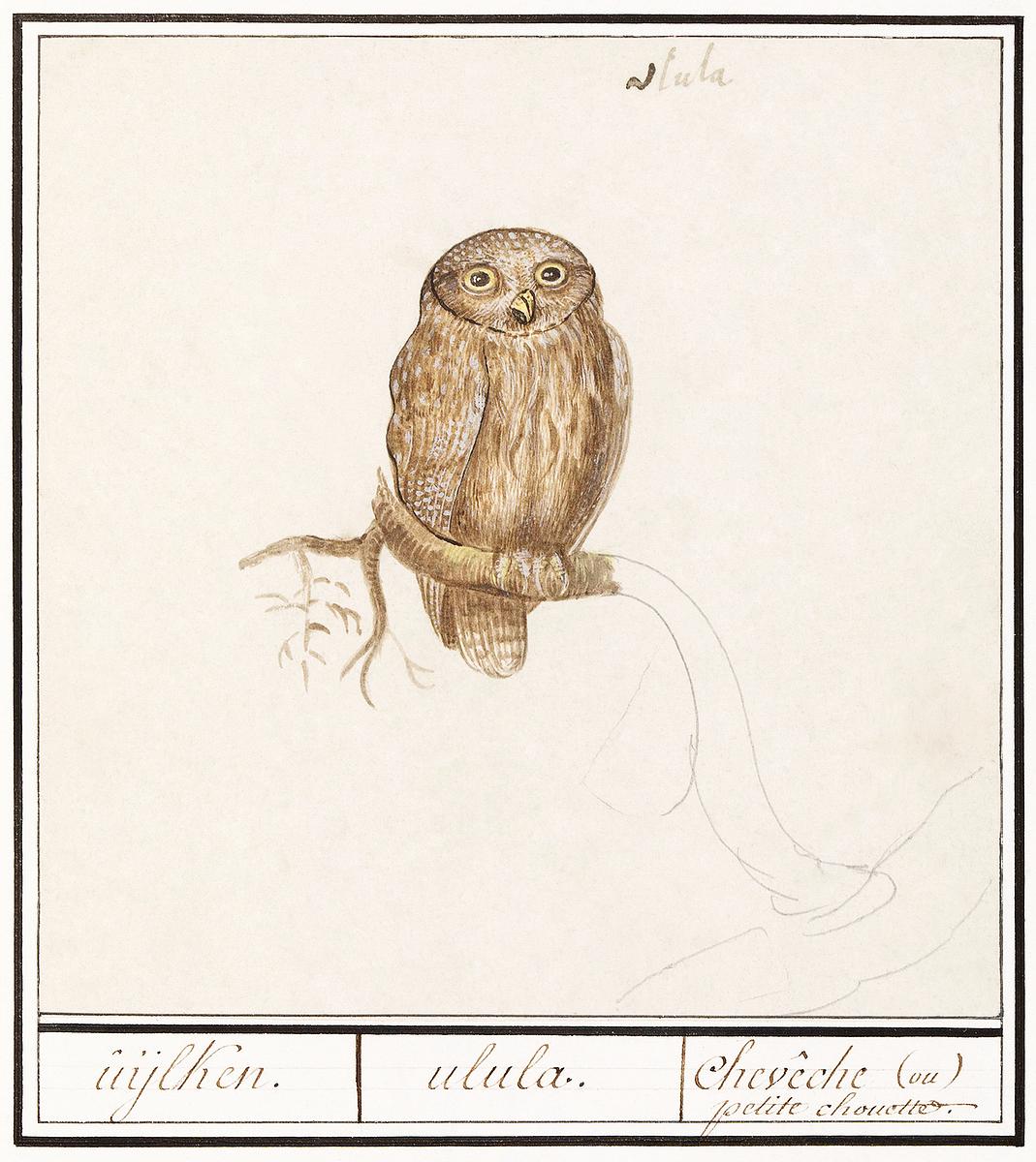 Pygmy owl in vintage style | Free public domain illustration Eurasian Pygmy Owl (1596–1610) by Anselmus Boëtius de Boodt. Original from the Rijksmuseum. Digitally enhanced by…