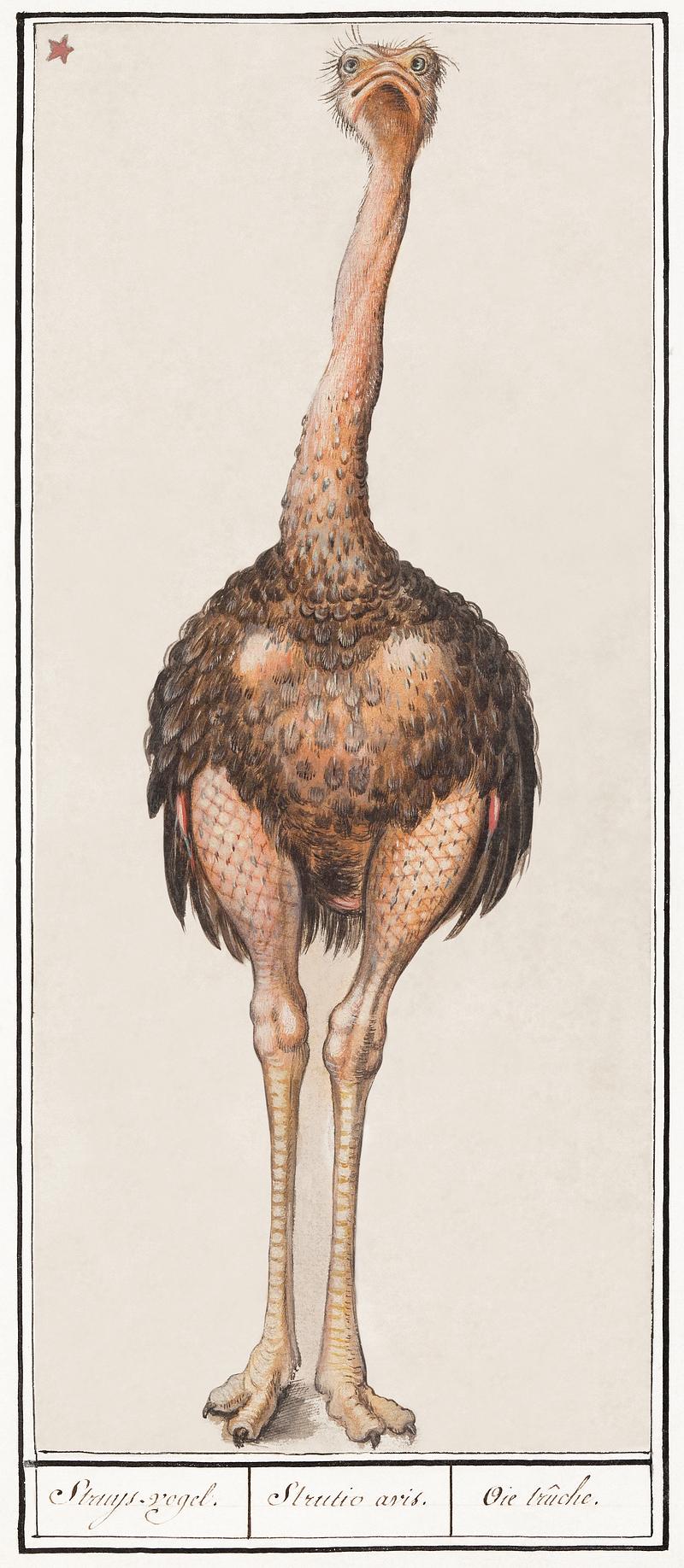 Ostrich vintage style Ostrich, Struthio camelus (1596–1610) by Anselmus Boëtius de Boodt. Original from the Rijksmuseum. Digitally…