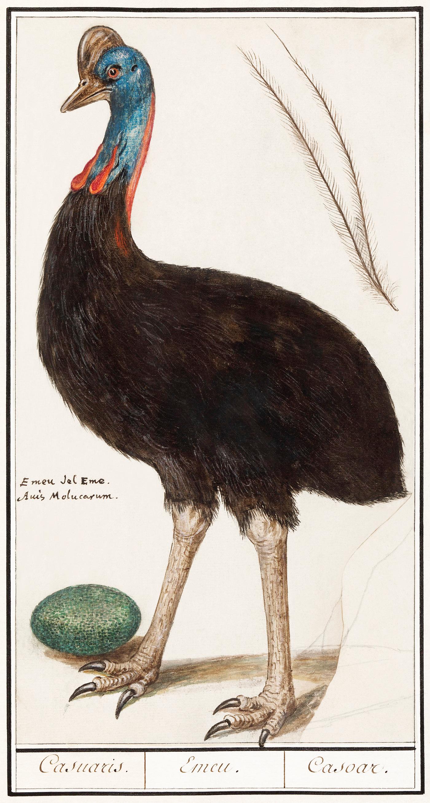 Helmet cassowary, Casuarius casuarius (1596–1610) by Anselmus Boëtius de Boodt. Original from the Rijksmuseum.... Helmet cassowary, Casuarius casuarius (1596–1610) by Anselmus Boëtius de Boodt. Original from the Rijksmuseum....