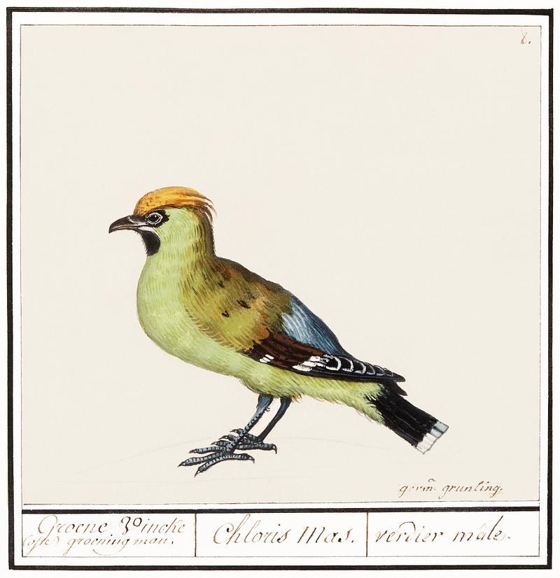Bohemian waxwing in vintage style Bohemian Waxwing, Bombycilla garrulus (1596–1610) by Anselmus Boëtius de Boodt. Original from the Rijksmuseum.…