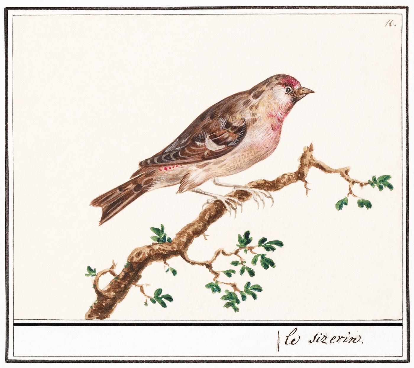 Redpoll, Carduelis flammea (1596–1610) by Anselmus Boëtius de Boodt. Original from the Rijksmuseum. Digitally... Redpoll, Carduelis flammea (1596–1610) by Anselmus Boëtius de Boodt. Original from the Rijksmuseum. Digitally...