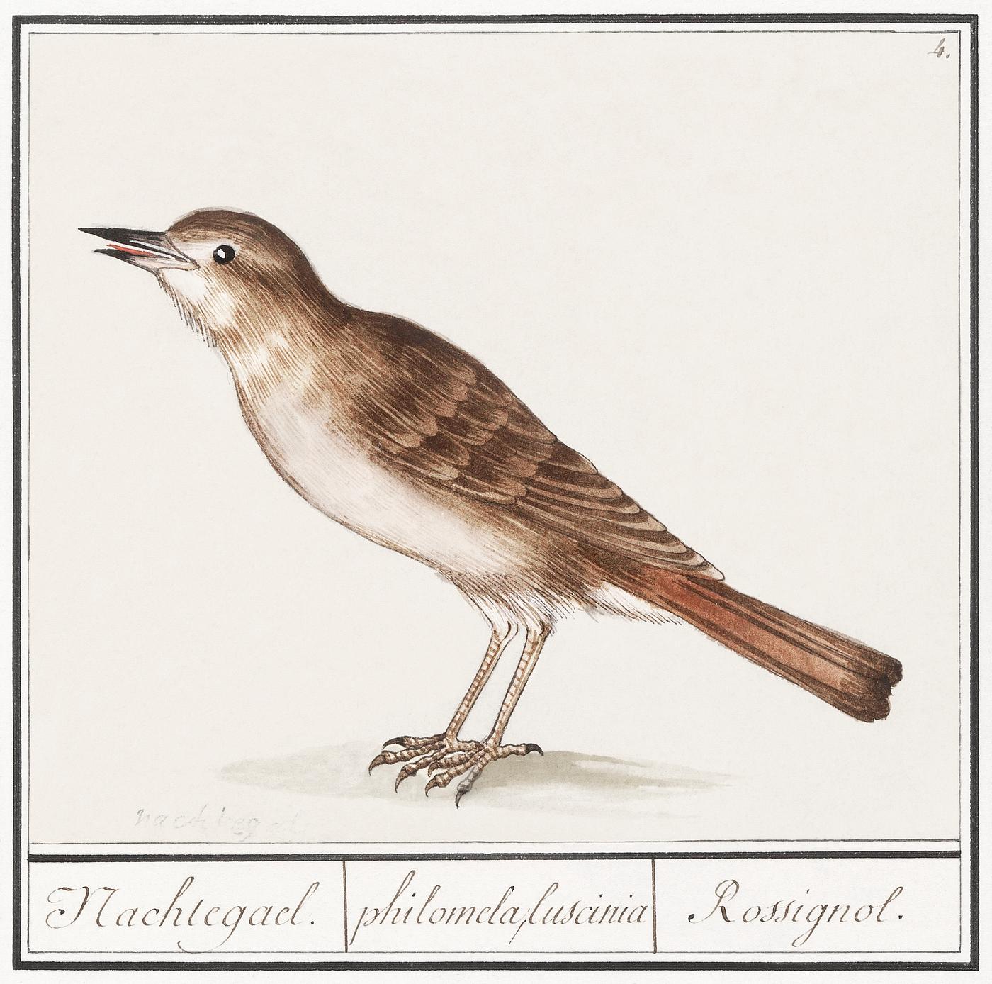 Nightingale, luscinia megarhynchos (1596–1610) by Anselmus Boëtius de Boodt. Original from the Rijksmuseum.... Nightingale, luscinia megarhynchos (1596–1610) by Anselmus Boëtius de Boodt. Original from the Rijksmuseum....