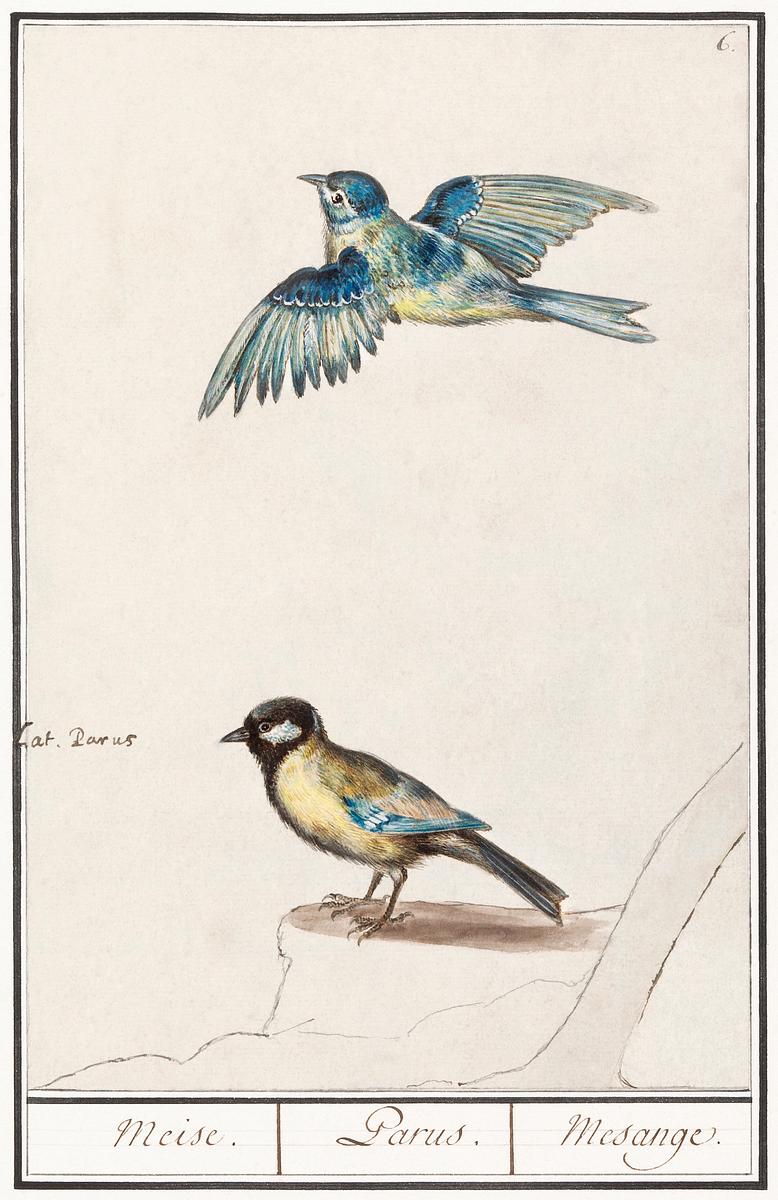 Passerines in vintage style | Free public domain illustration Blue tit, cyanistes caeruleus and great tit, parus major (1596–1610) by Anselmus Boëtius de Boodt. Original from…