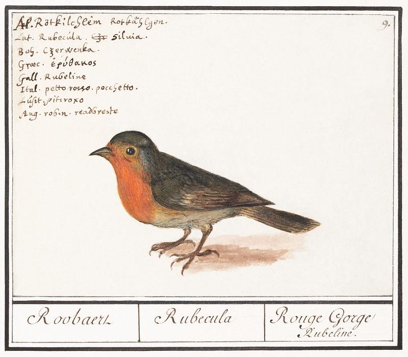 Robin in vintage style Robin, Erithacus rubecula (1596–1610) by Anselmus Boëtius de Boodt. Original from the Rijksmuseum. Digitally…
