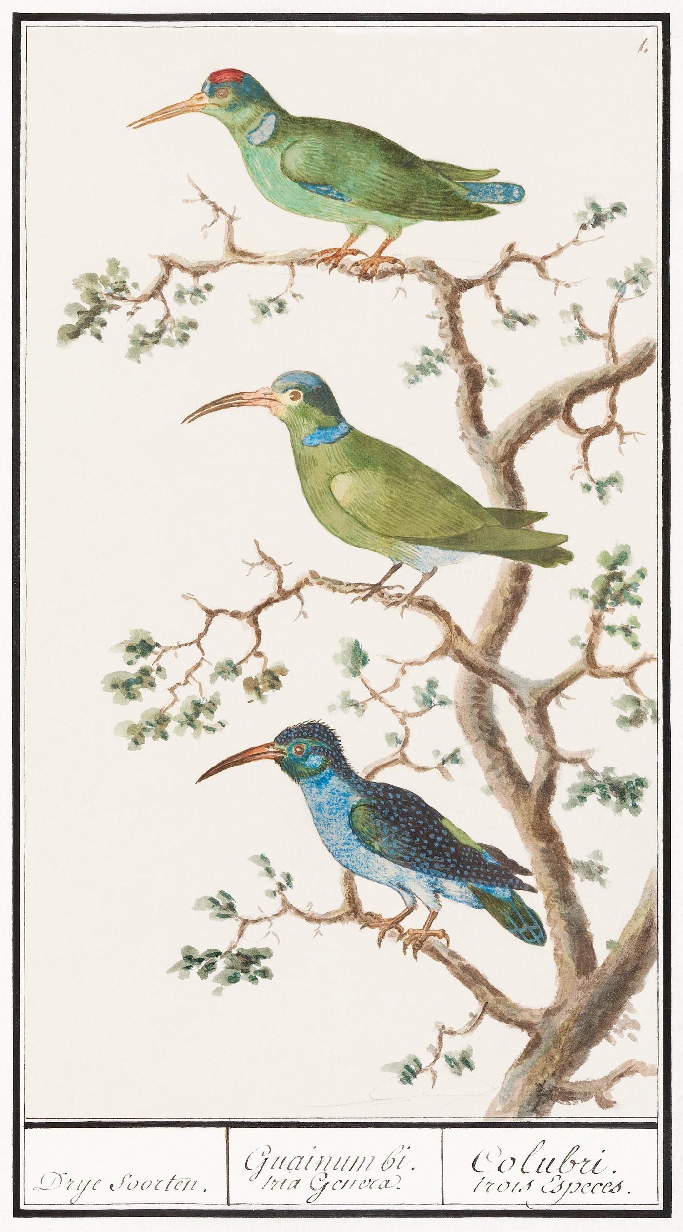 Honeysuckers, nectariniidae (1596–1610) by Anselmus Boëtius de Boodt. Original from the Rijksmuseum. Digitally... Honeysuckers, nectariniidae (1596–1610) by Anselmus Boëtius de Boodt. Original from the Rijksmuseum. Digitally...