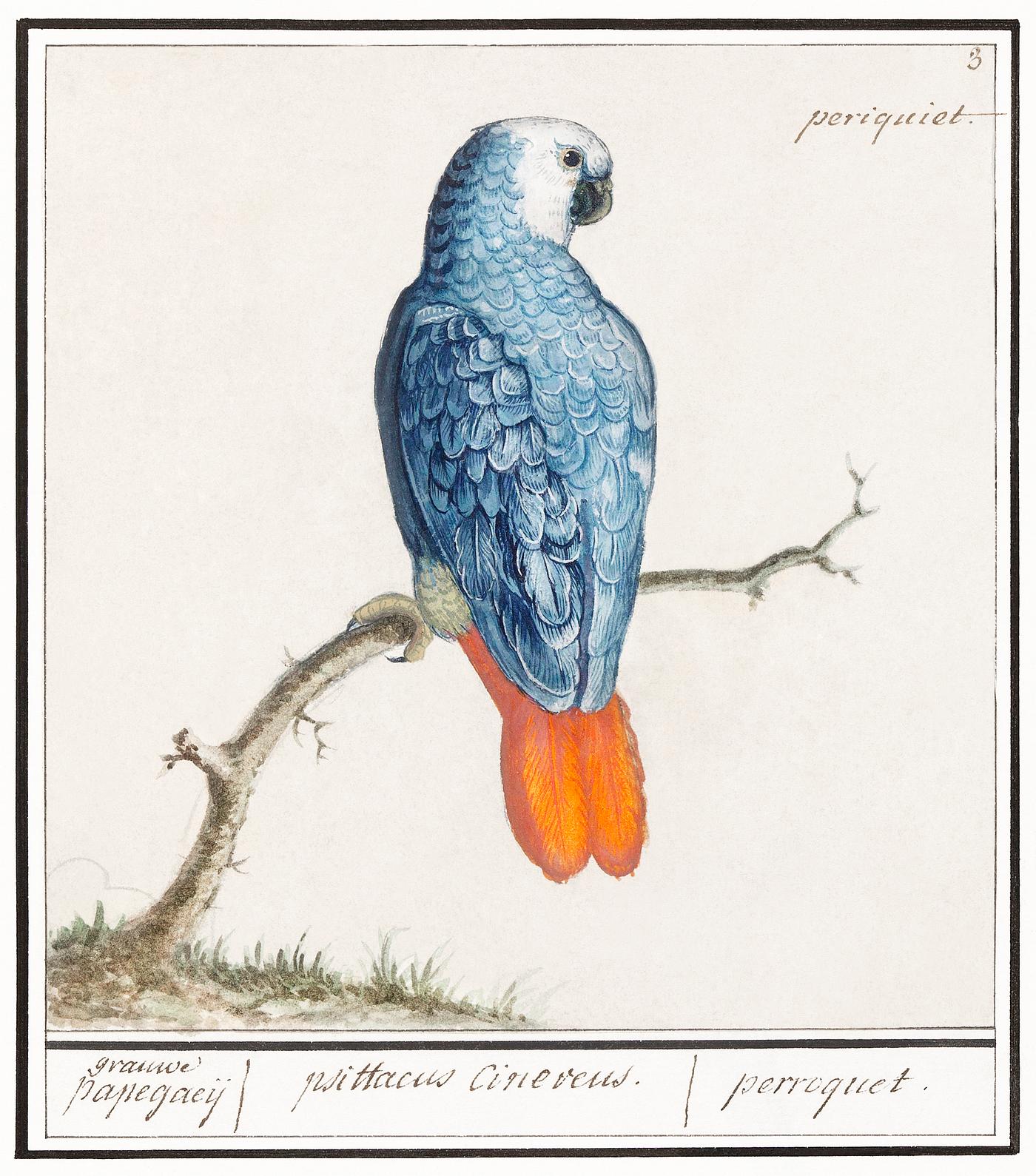Gray red-tailed parrot, psittacus erithacus (1596–1610) by Anselmus Boëtius de Boodt. Original from the... Gray red-tailed parrot, psittacus erithacus (1596–1610) by Anselmus Boëtius de Boodt. Original from the...