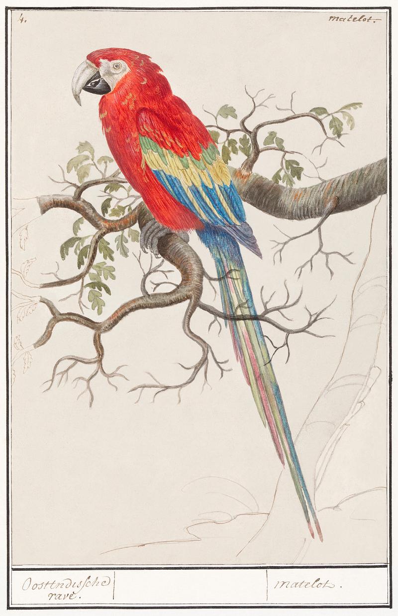 Scarlet macaw in vintage style Scarlet macaw, Ara macao (1596–1610) by Anselmus Boëtius de Boodt. Original from the Rijksmuseum. Digitally…