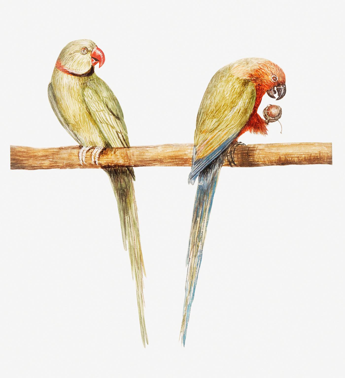 Parakeets in vintage style Vintage Alexandrine parakeet and red breasted parakeet illustration