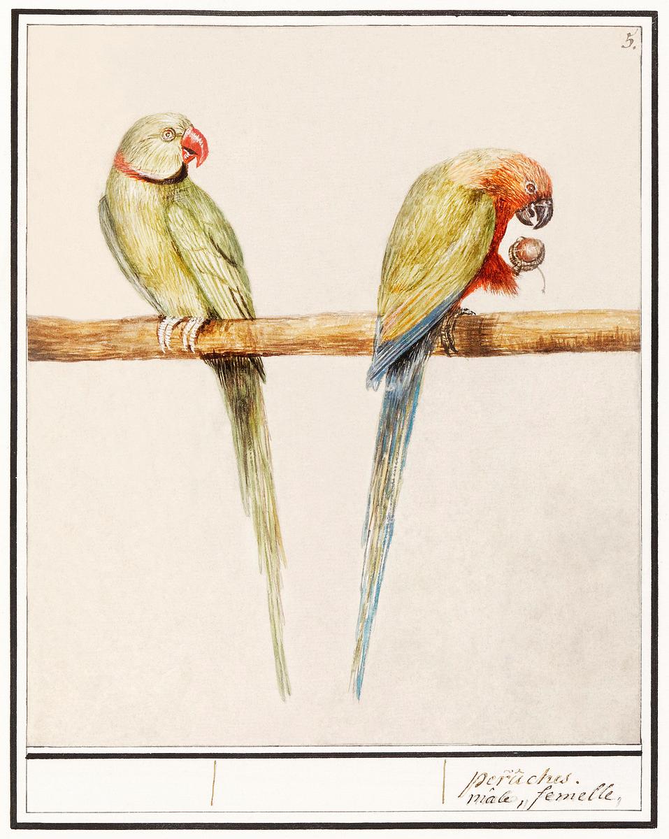 Parakeets in vintage style | Free public domain illustration Alexandrine parakeet and red-breasted parakeet (1596–1610) by Anselmus Boëtius de Boodt. Original from the…