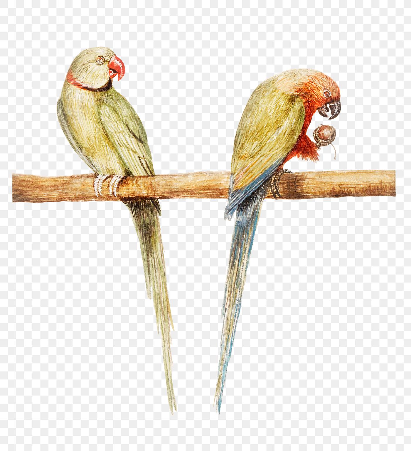 Parakeets in vintage style Vintage Alexandrine parakeet and red breasted parakeet illustration