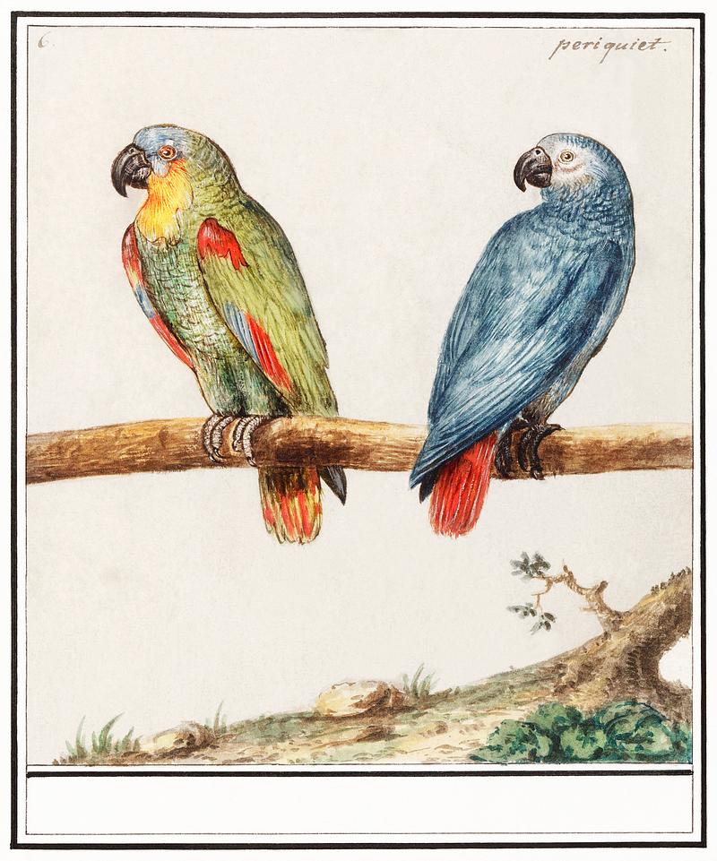 Parrots in vintage style Parrot and gray red-tailed parrot, psittacus erithacus (1596–1610) by Anselmus Boëtius de Boodt. Original from the…