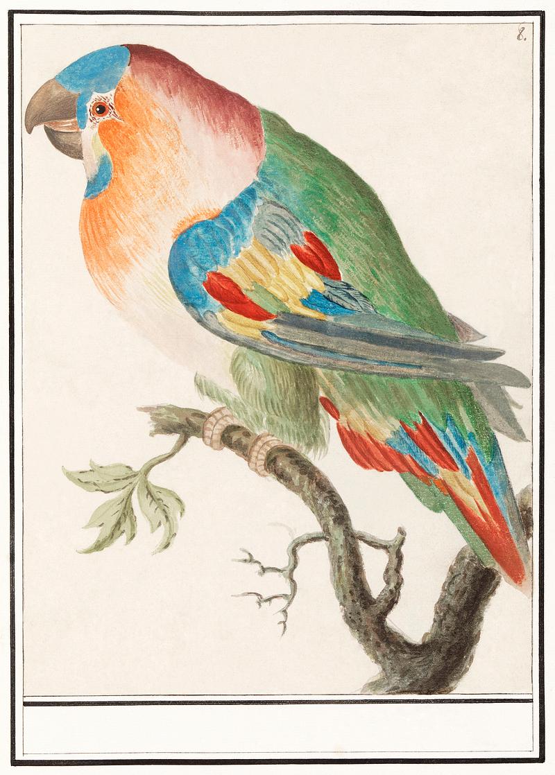 Parrot in vintage style Parrot (1596–1610) by Anselmus Boëtius de Boodt. Original from the Rijksmuseum. Digitally enhanced by rawpixel.