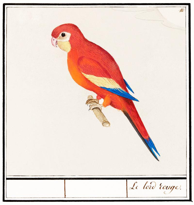 Red parrot in vintage style Red parrot (1596–1610) by Anselmus Boëtius de Boodt. Original from the Rijksmuseum. Digitally enhanced by…