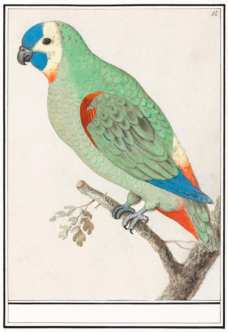 Turquoise-fronted amazon in vintage style | Free public domain illustration Blue-fronted amazon, amazona aestiva (1596–1610) by Anselmus Boëtius de Boodt. Original from the Rijksmuseum.…