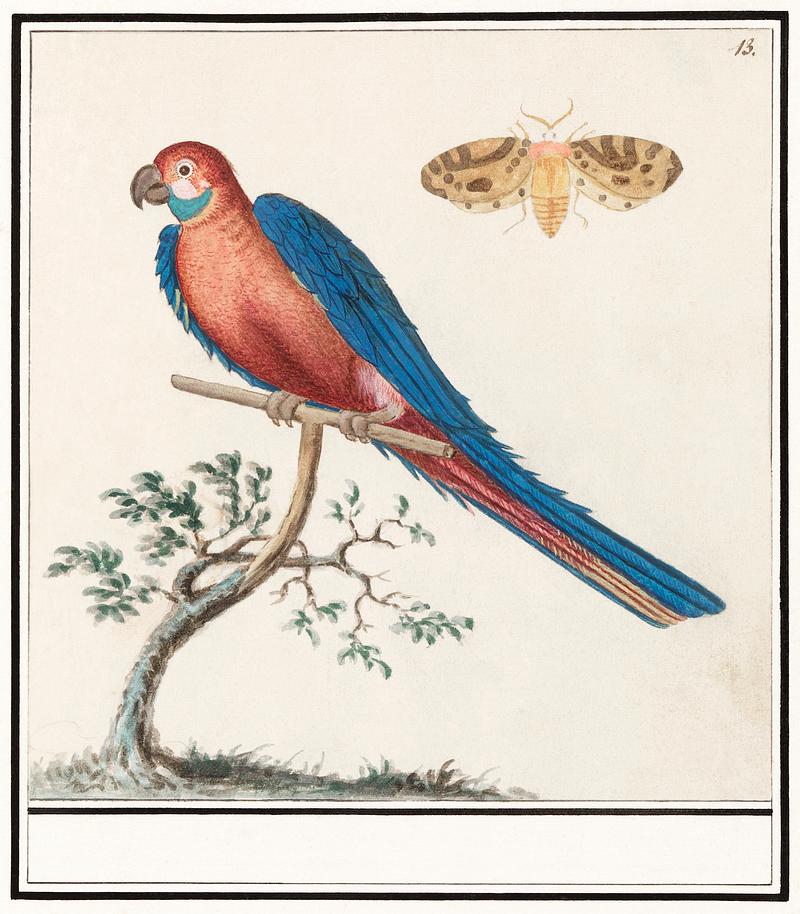 Blue and gold macaw in vintage style Blue and yellow macaw (1596–1610) by Anselmus Boëtius de Boodt. Original from the Rijksmuseum. Digitally enhanced…