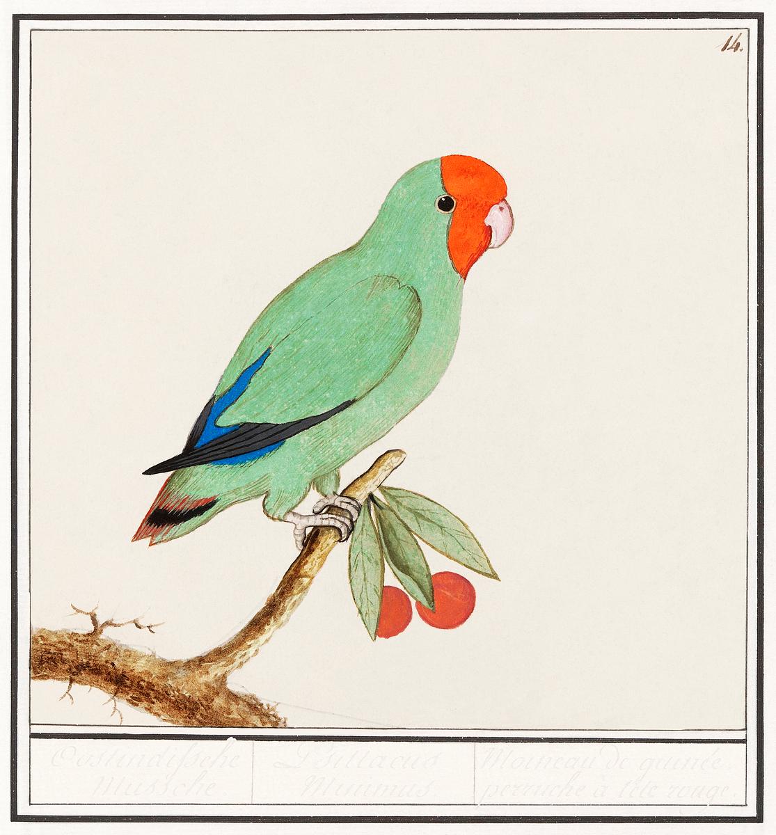 Rosy faced lovebird in vintage style | Free public domain illustration Red-headed lovebird (1596–1610) by Anselmus Boëtius de Boodt. Original from the Rijksmuseum. Digitally enhanced by…