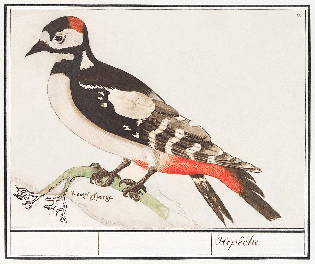 Great spotted woodpecker in vintage style | Free public domain illustration The great spotted woodpecker, Dendrocopos major (1596–1610) by Anselmus Boëtius de Boodt. Original from the…