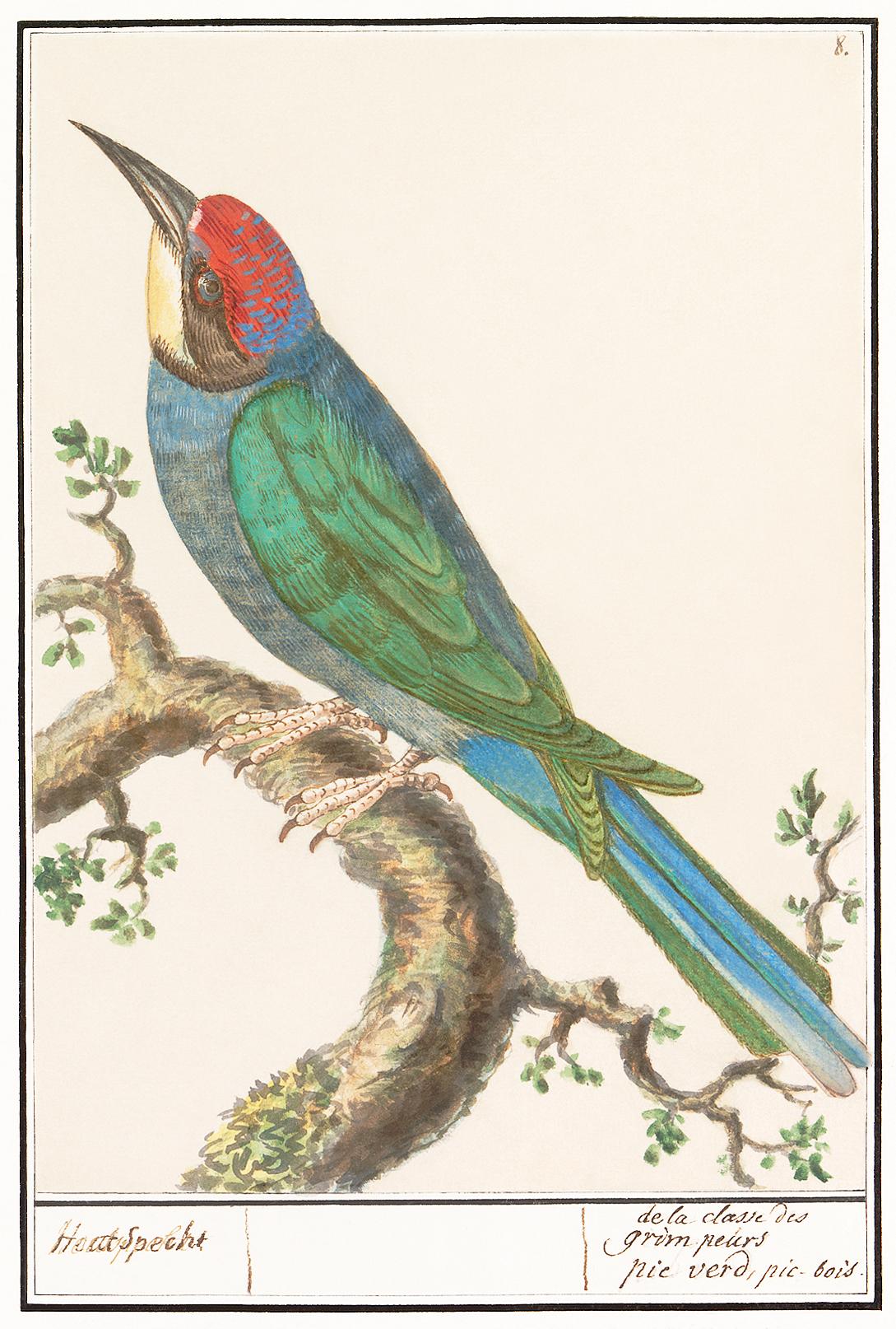 The European bee-eater, Merops apiaster (1596–1610) by Anselmus Boëtius de Boodt. Original from the Rijksmuseum.... The European bee-eater, Merops apiaster (1596–1610) by Anselmus Boëtius de Boodt. Original from the Rijksmuseum....