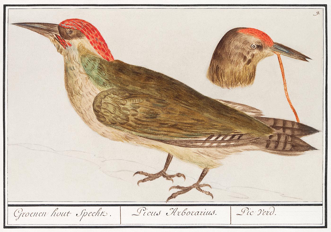 The European green woodpecker, Picus viridis (1596–1610) by Anselmus Boëtius de Boodt. Original from the... The European green woodpecker, Picus viridis (1596–1610) by Anselmus Boëtius de Boodt. Original from the...