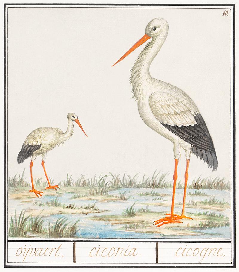 Stork in vintage style The Stork, Ciconia ciconia (1596–1610) by Anselmus Boëtius de Boodt. Original from the Rijksmuseum. Digitally…