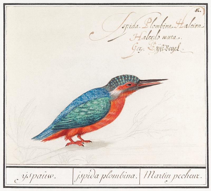 Kingfisher in vintage style The Kingfisher, Alcedo atthis (1596–1610) by Anselmus Boëtius de Boodt. Original from the Rijksmuseum. Digitally…