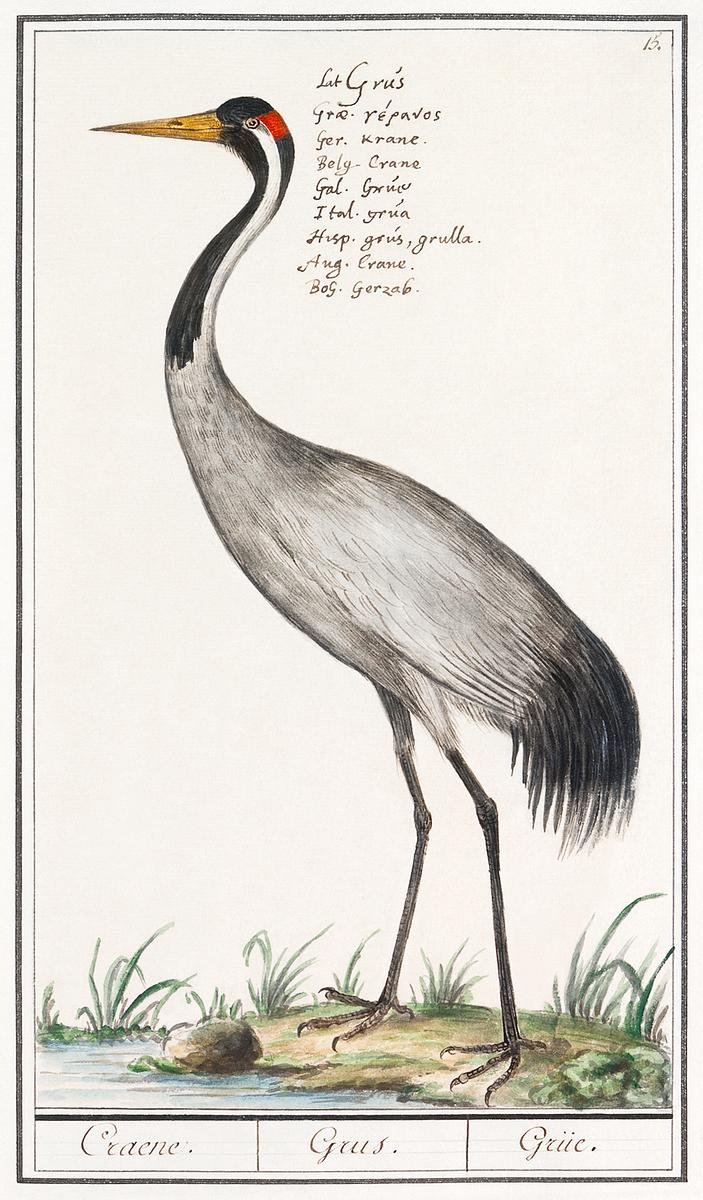 Crane in vintage style | Free public domain illustration European crane, Grus grus (1596–1610) by Anselmus Boëtius de Boodt. Original from the Rijksmuseum. Digitally…