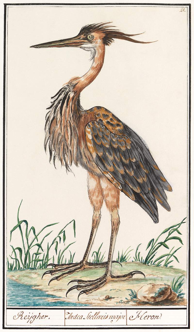 Purple heron in vintage style | Free public domain illustration The Purple Heron, Ardea purpurea (1596–1610) by Anselmus Boëtius de Boodt. Original from the Rijksmuseum.…
