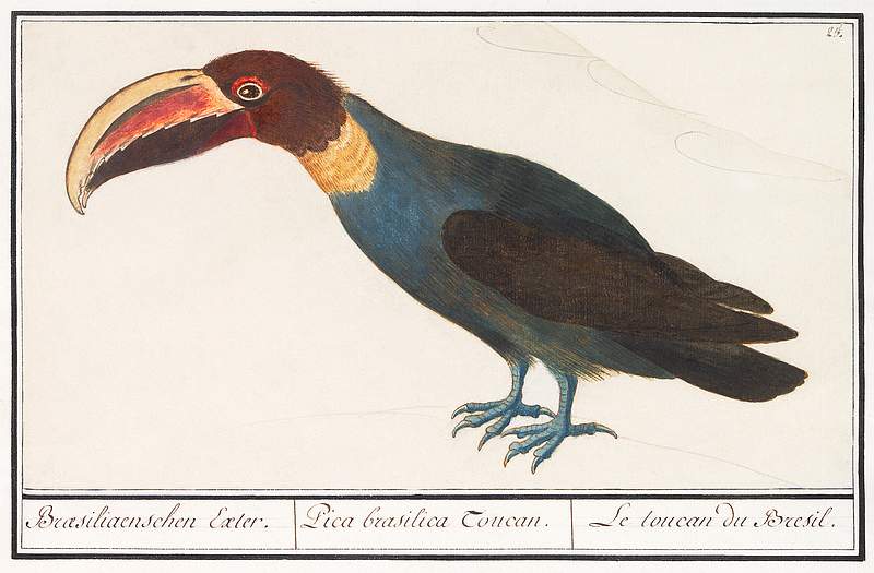 Toucan in vintage style | Free public domain illustration Toco Toucan (Ramphastos toco), 1596–1610 by Anselmus Boëtius de Boodt. Original from the Rijksmuseum. Digitally…