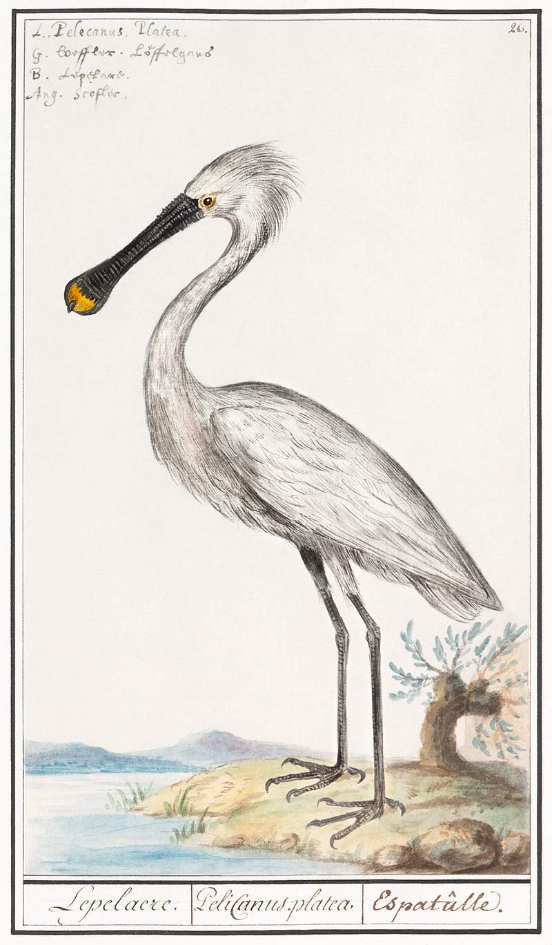 Spoonbill in vintage style | Free public domain illustration Spoonbill, Platalea leucorodia (1596–1610) by Anselmus Boëtius de Boodt. Original from the Rijksmuseum. Digitally…