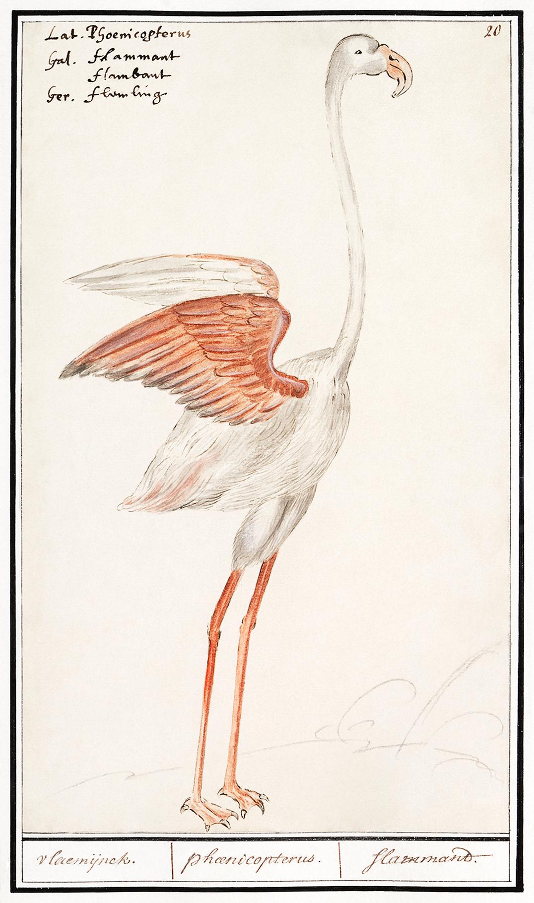 Common flamingo, Phoenicopterus roseus (1596–1610) by Anselmus Boëtius de Boodt. Original from the Rijksmuseum.... Common flamingo, Phoenicopterus roseus (1596–1610) by Anselmus Boëtius de Boodt. Original from the Rijksmuseum....