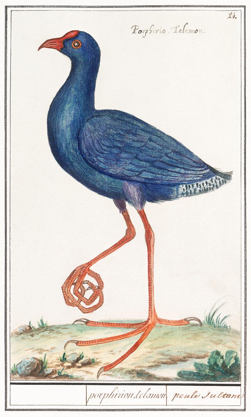 Swamphen in vintage style The Western Swamphen, Porphyrio porphyrio (1596–1610) by Anselmus Boëtius de Boodt. Original from the Rijksmuseum.…