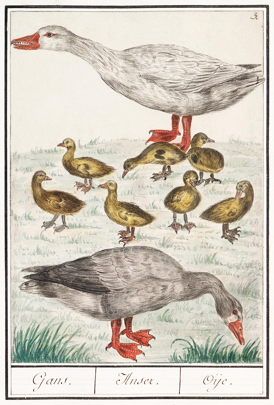 Farm goose or a house goose, Anser anser domesticus (1596–1610) by Anselmus Boëtius de Boodt. Original from the... Farm goose or a house goose, Anser anser domesticus (1596–1610) by Anselmus Boëtius de Boodt. Original from the...