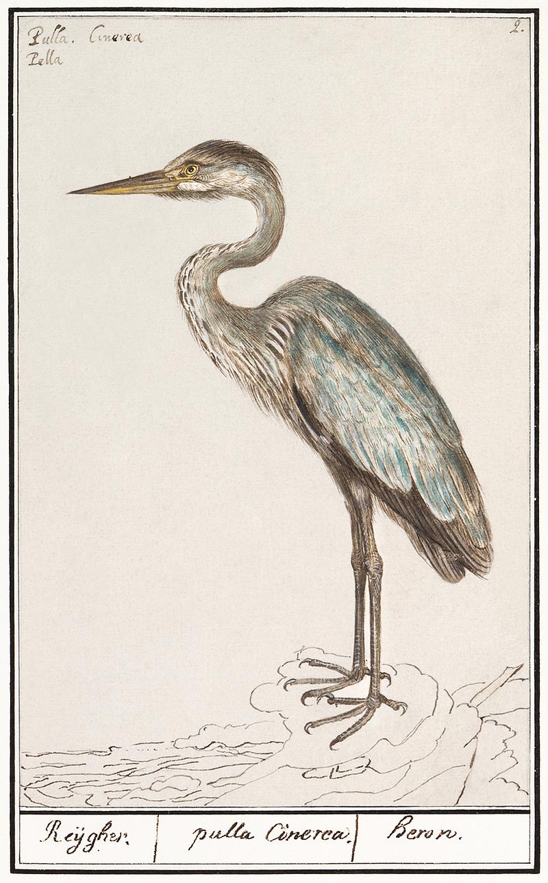Blue heron in vintage style Great Blue Heron, Ardea cinerea (1596–1610) by Anselmus Boëtius de Boodt. Original from the Rijksmuseum. Digitally…