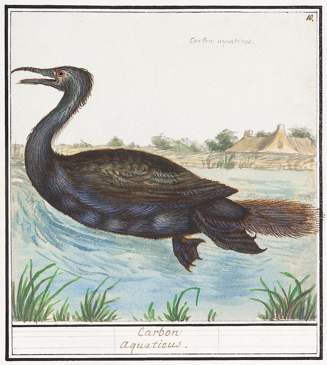 Cormorant, phalacrocorax carbo (1596–1610) by Anselmus Boëtius de Boodt. Original from the Rijksmuseum. Digitally... Cormorant, phalacrocorax carbo (1596–1610) by Anselmus Boëtius de Boodt. Original from the Rijksmuseum. Digitally...