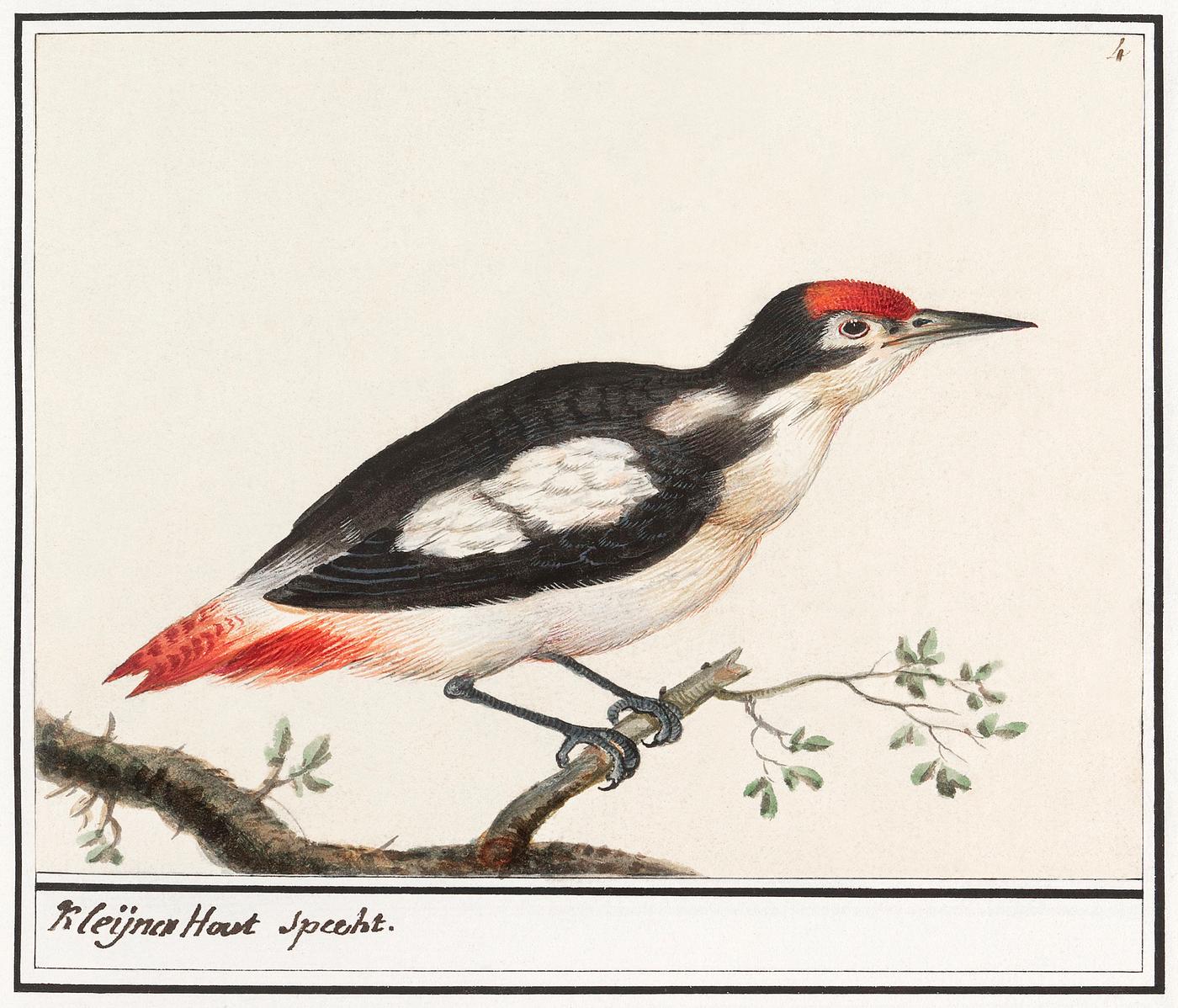 Lesser spotted woodpecker, Dendrocopos minor (1596–1610) by Anselmus Boëtius de Boodt. Original from the... Lesser spotted woodpecker, Dendrocopos minor (1596–1610) by Anselmus Boëtius de Boodt. Original from the...
