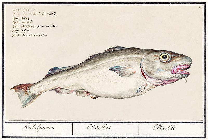 Cod in vintage style Cod, Gadus morhua (1596–1610) by Anselmus Boëtius de Boodt. Original from the Rijksmuseum. Digitally enhanced by…