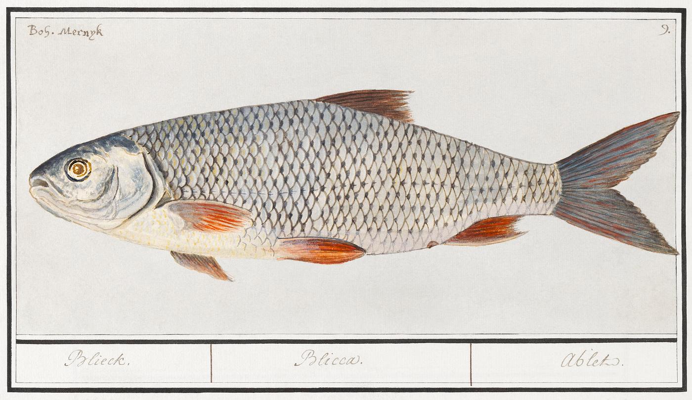 Kolblei or blei, Blicca bjoerkna (1596–1610) by Anselmus Boëtius de Boodt. Original from the Rijksmuseum.... Kolblei or blei, Blicca bjoerkna (1596–1610) by Anselmus Boëtius de Boodt. Original from the Rijksmuseum....