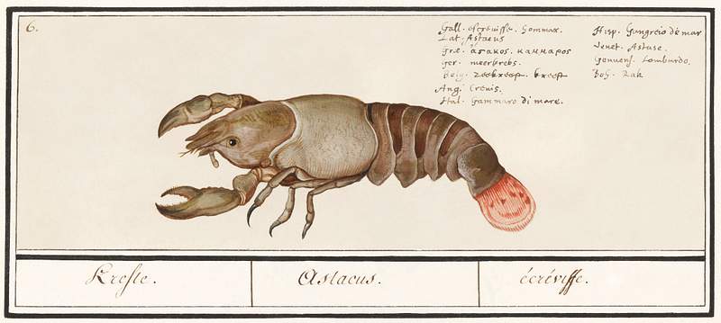 Lobster in vintage style Lobster, Homarus gammarus (1596–1610) by Anselmus Boëtius de Boodt. Original from the Rijksmuseum. Digitally…